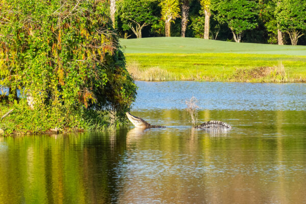 Bonita National Golf Naples Stock Photography-6