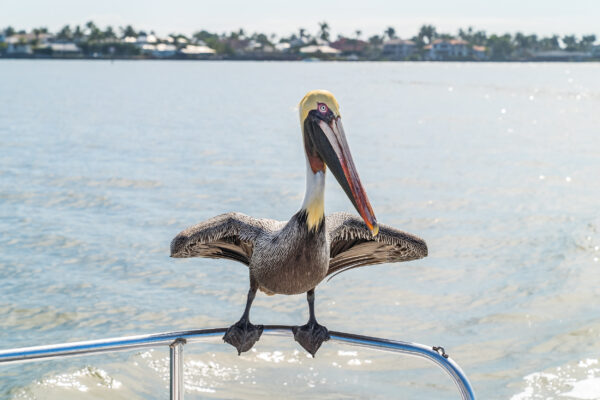 Naples Bay Boating Stock Photography-2