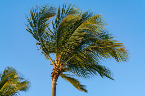 Naples Beach Palm Tree Stock Photography