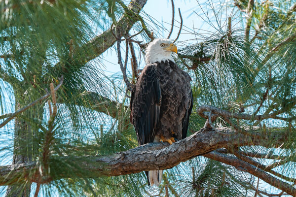 Bald Eagle Nature Naples Stock Photography