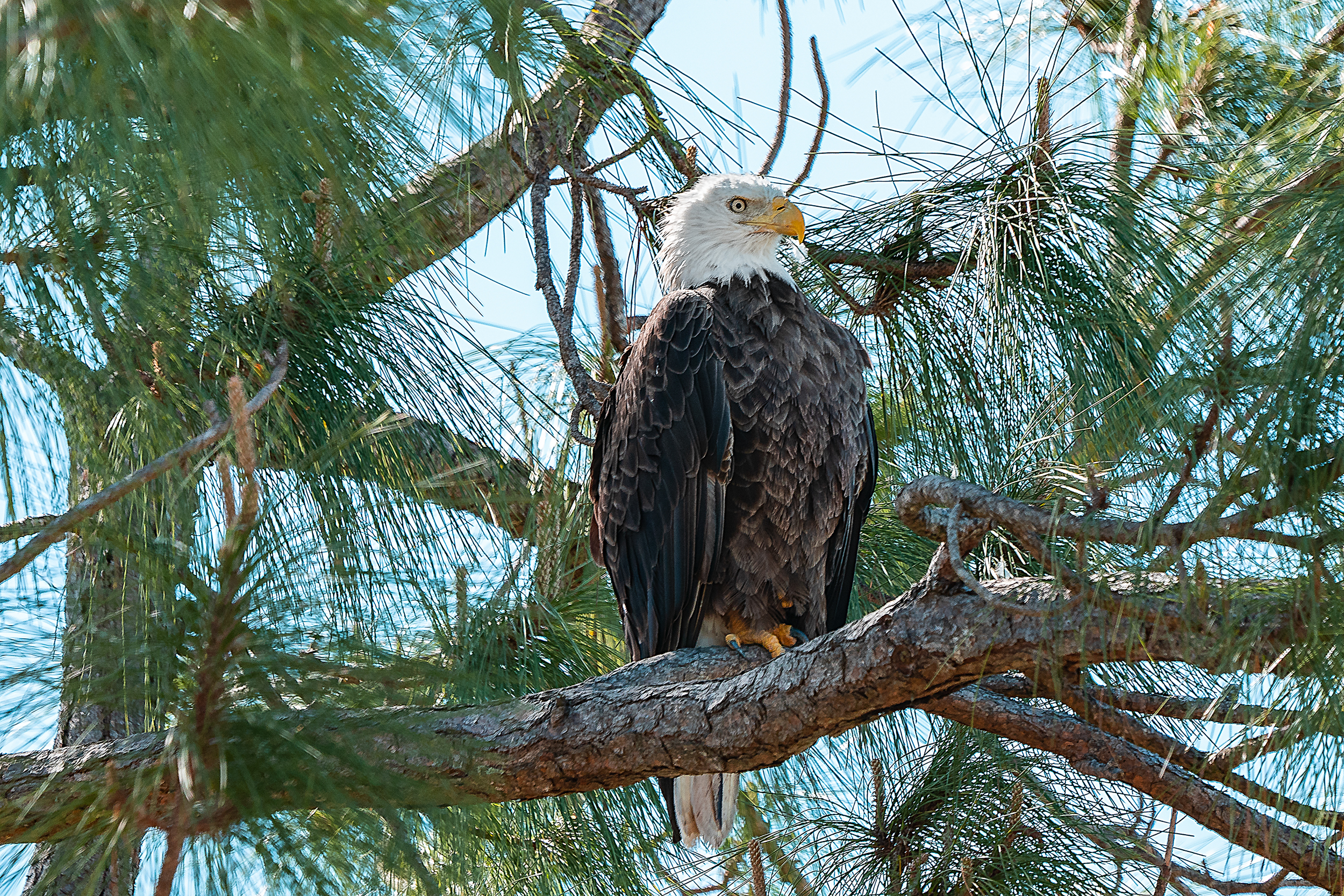 Bald Eagle Nature Naples Stock Photography