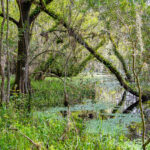 Everglades National Park Nature Naples Stock Photography