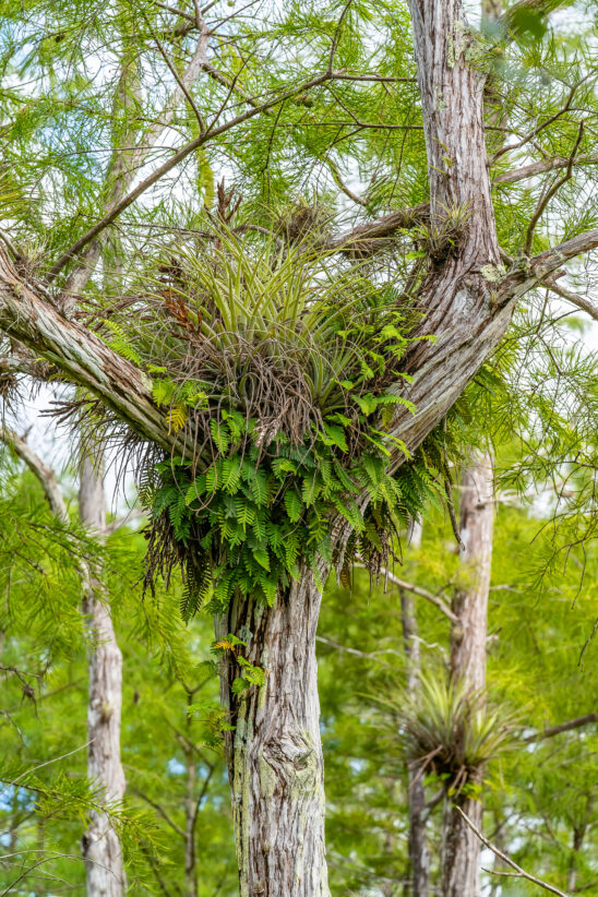 Everglades National Park Nature Naples Stock Photography-2
