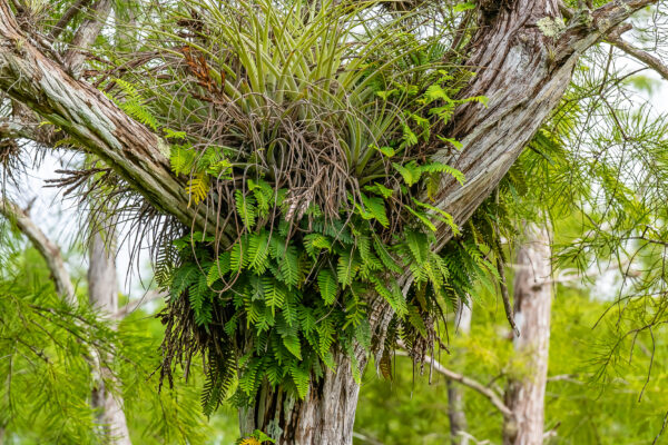 Everglades National Park Nature Naples Stock Photography-2