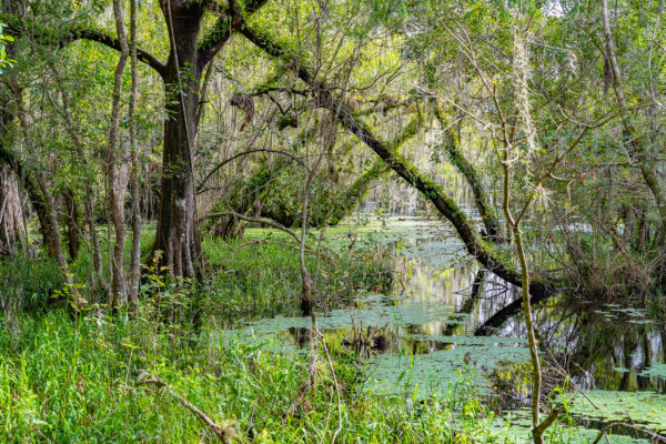 Everglades National Park Nature Naples Stock Photography