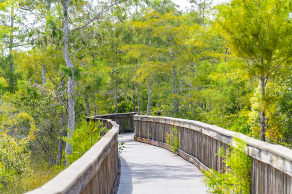 Kirby Storter Roadside Park Everglades Naples Stock Photography-2