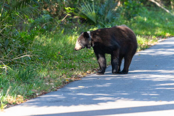 Brown Bear Naples Stock Photography