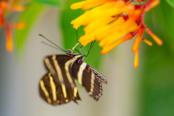 Butterfly Naples Stock Photography