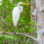 Egret In Everglades Naples Stock Photography