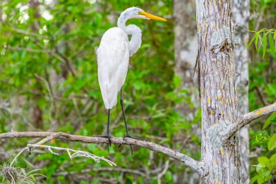 Egret In Everglades Naples Stock Photography