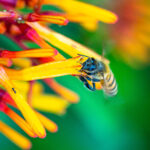 Honey Bee Naples Stock Photography