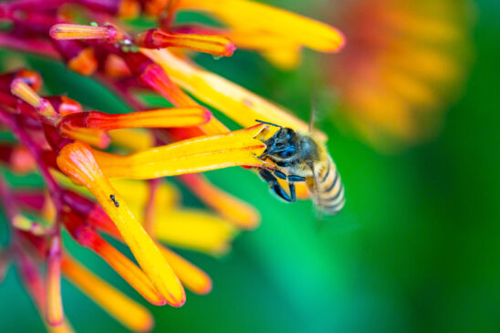 Honey Bee Naples Stock Photography
