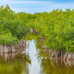Naples Nature Everglades Stock Photography-2