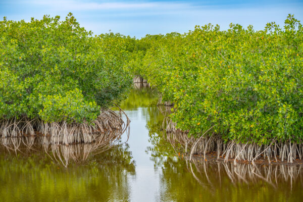 Naples Nature Everglades Stock Photography-2