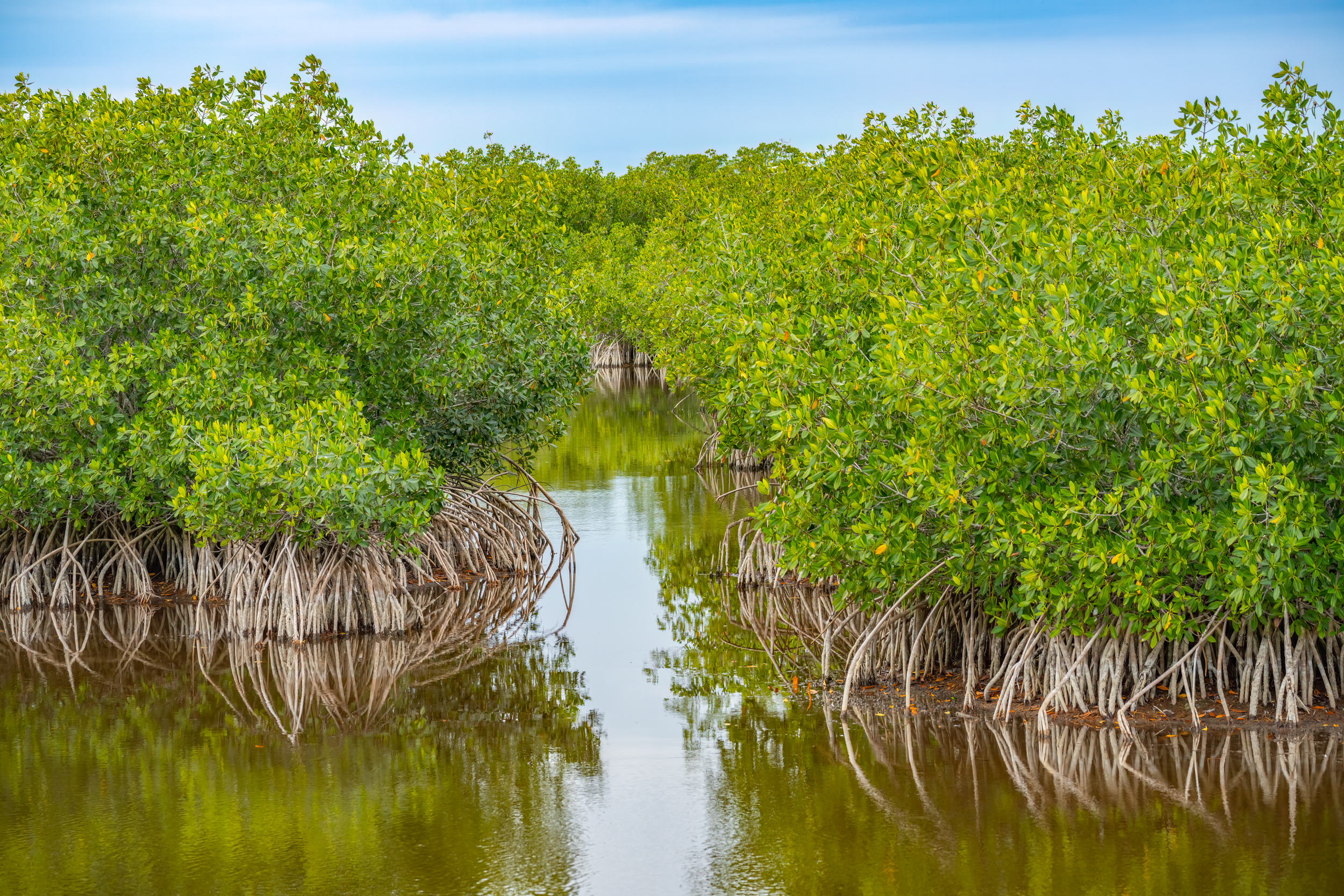 Naples Nature Everglades Stock Photography-2