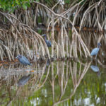 Naples Nature Everglades Stock Photography-3
