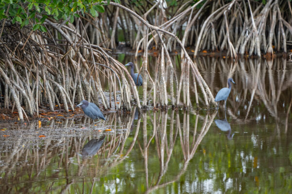 Naples Nature Everglades Stock Photography-3