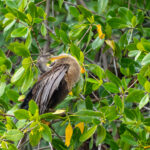 Naples Nature Everglades Stock Photography-4