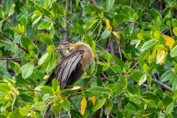 Naples Nature Everglades Stock Photography-4