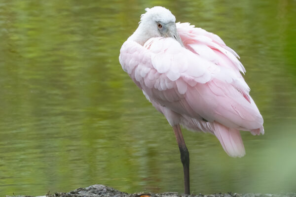 Naples Nature Everglades Stock Photography