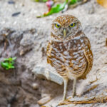 Burrowing Owl Marco Island Stock Photography