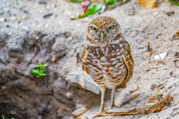 Burrowing Owl Marco Island Stock Photography