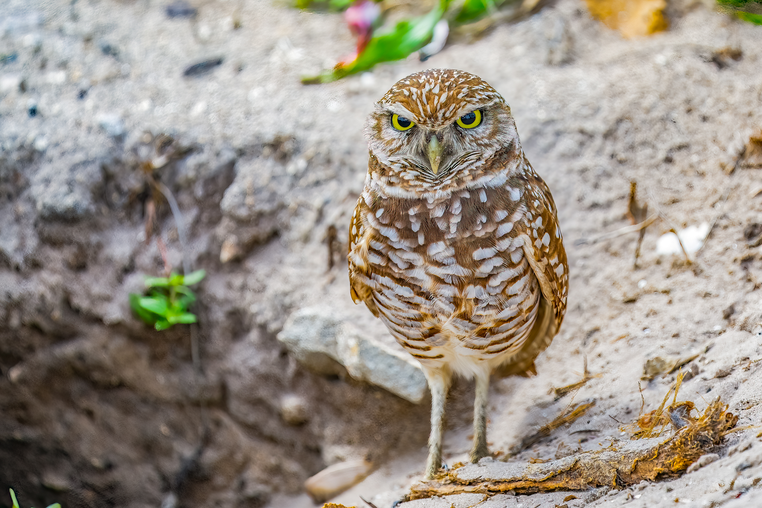 Burrowing Owl Marco Island Stock Photography
