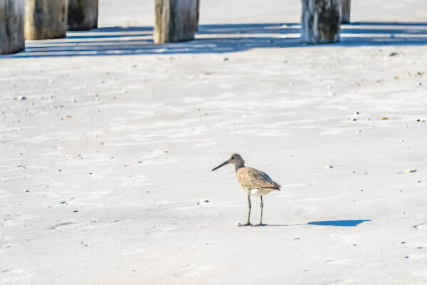 Naples Birds and Beach Stock Photography-2