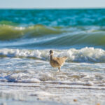 Naples Birds and Beach Stock Photography-3