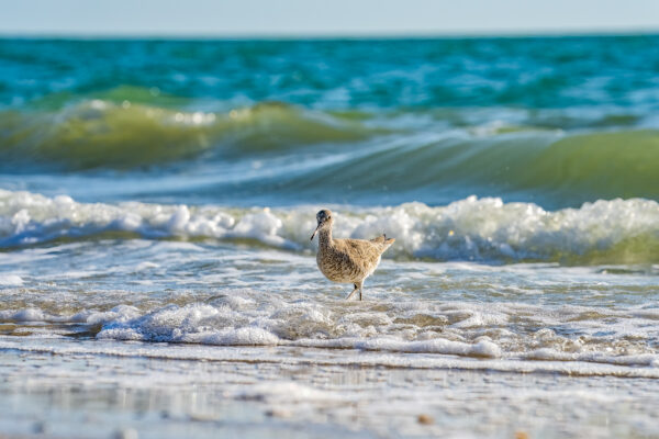 Naples Birds and Beach Stock Photography-3