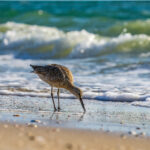 Naples Birds and Beach Stock Photography-4