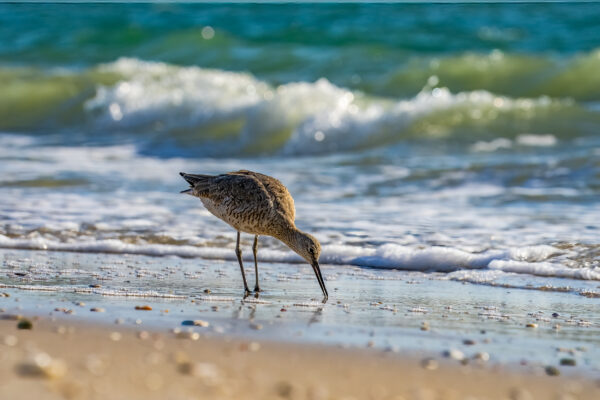 Naples Birds and Beach Stock Photography-4