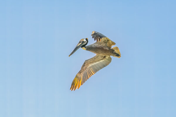 Naples Birds and Beach Stock Photography