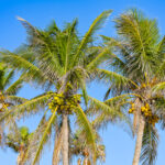 Naples Coconut Palm Tree Stock Photography-4
