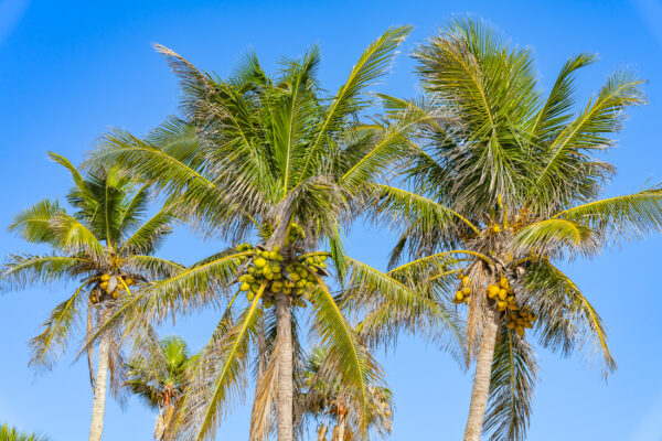 Naples Coconut Palm Tree Stock Photography-4