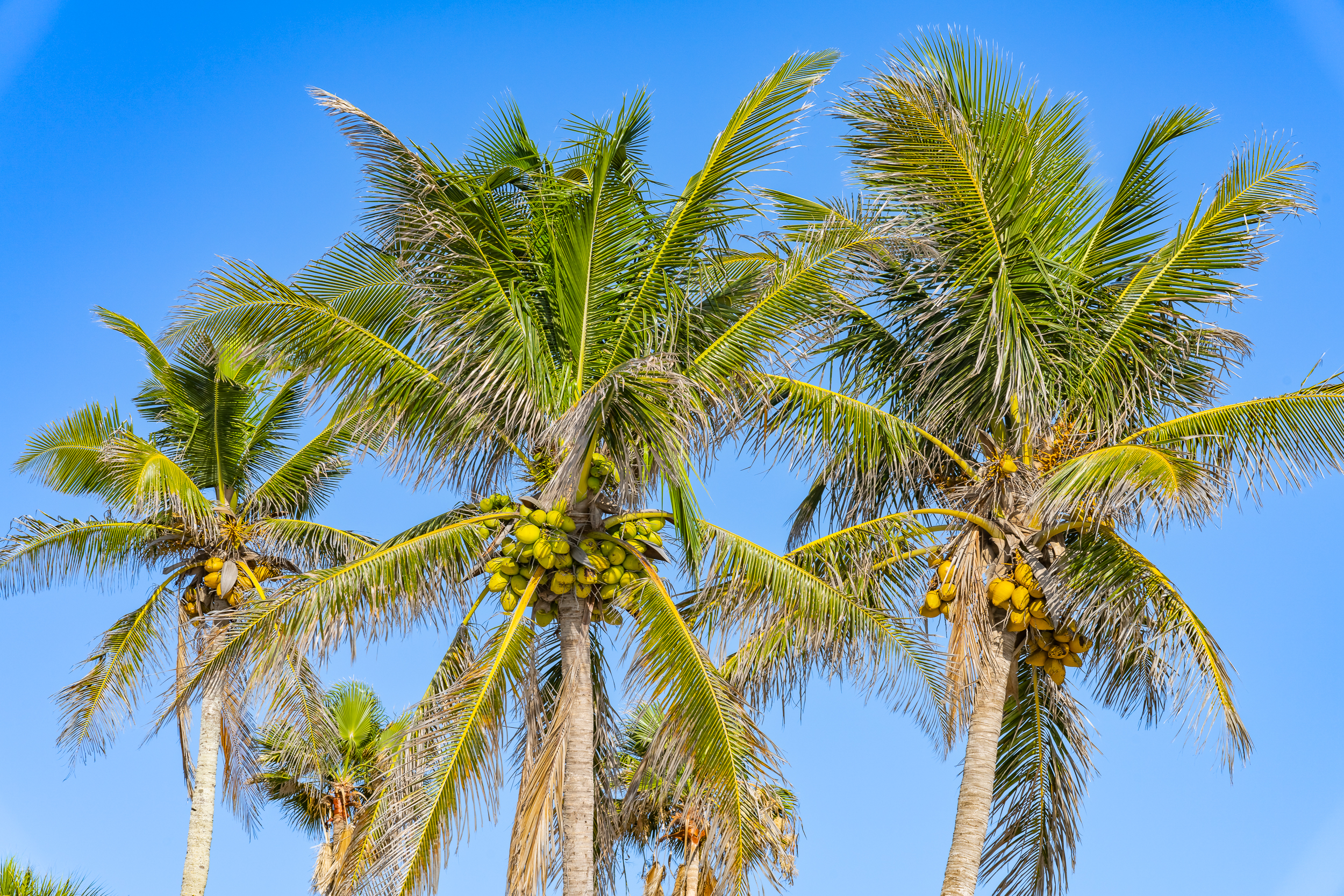 Naples Coconut Palm Tree Stock Photography-4