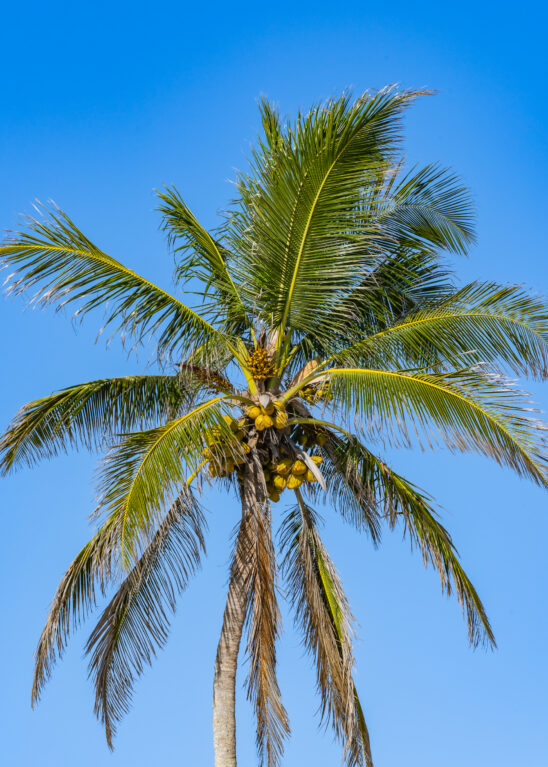 Naples Coconut Palm Tree Stock Photography-5