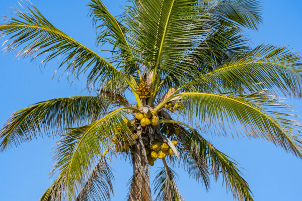 Naples Coconut Palm Tree Stock Photography-5