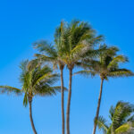Naples Coconut Palm Tree Stock Photography-6