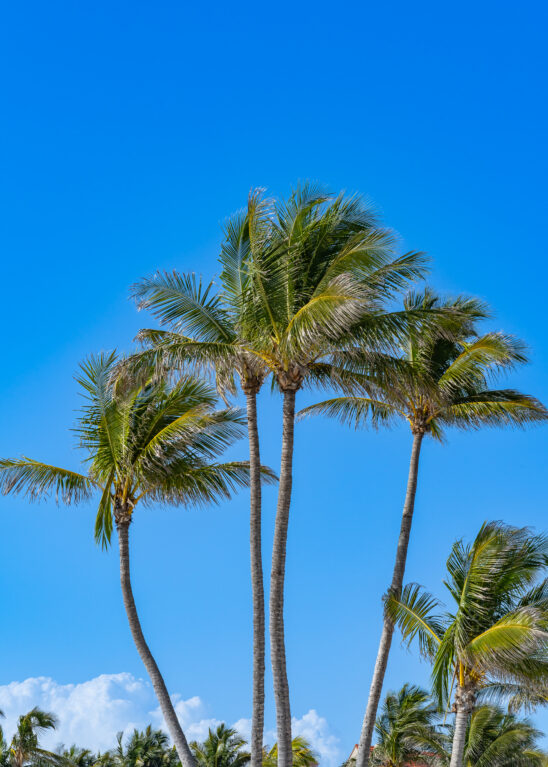 Naples Coconut Palm Tree Stock Photography-6