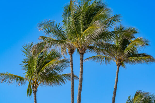 Naples Coconut Palm Tree Stock Photography-6