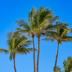 Naples Coconut Palm Tree Stock Photography-7