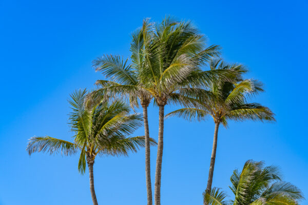 Naples Coconut Palm Tree Stock Photography-7