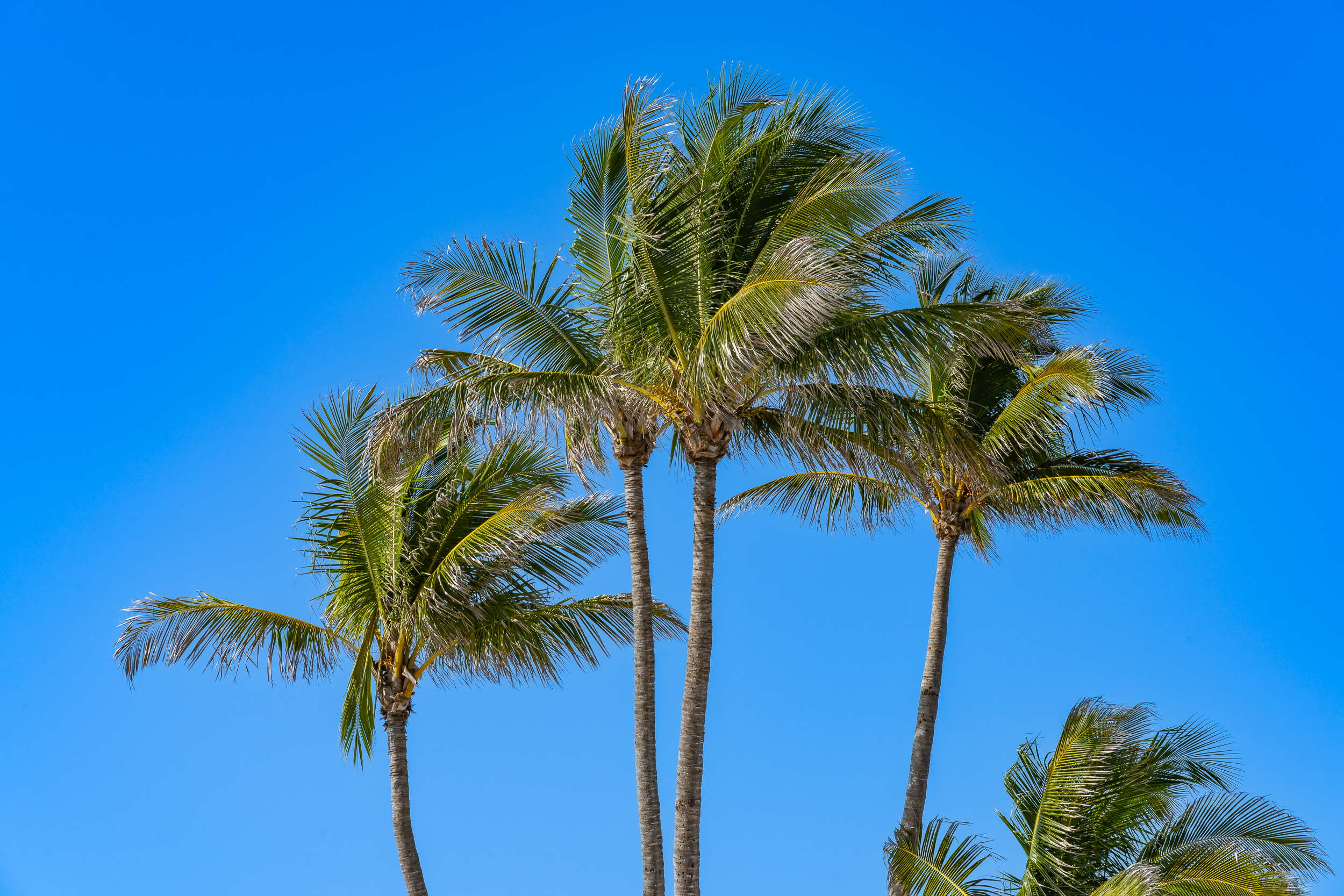 Naples Coconut Palm Tree Stock Photography-7