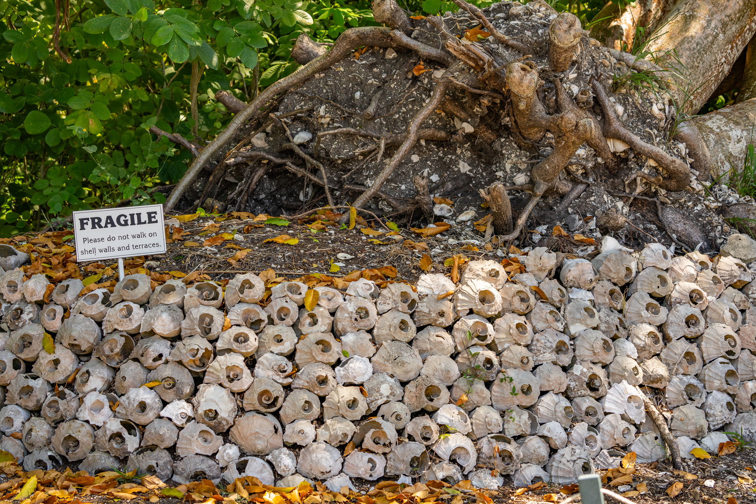 Otter Mound Marco Island Naples Stock Photography-3