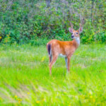 White Tailed Deer Naples Nature Stock Photography