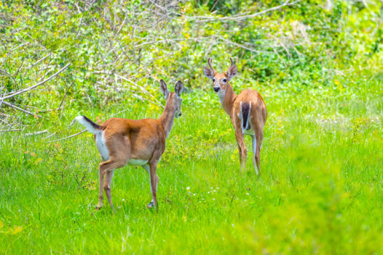 White Tailed Deer Naples Nature Stock Photography-3