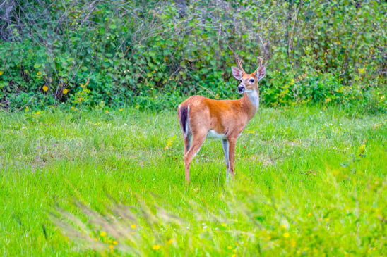White Tailed Deer Naples Nature Stock Photography