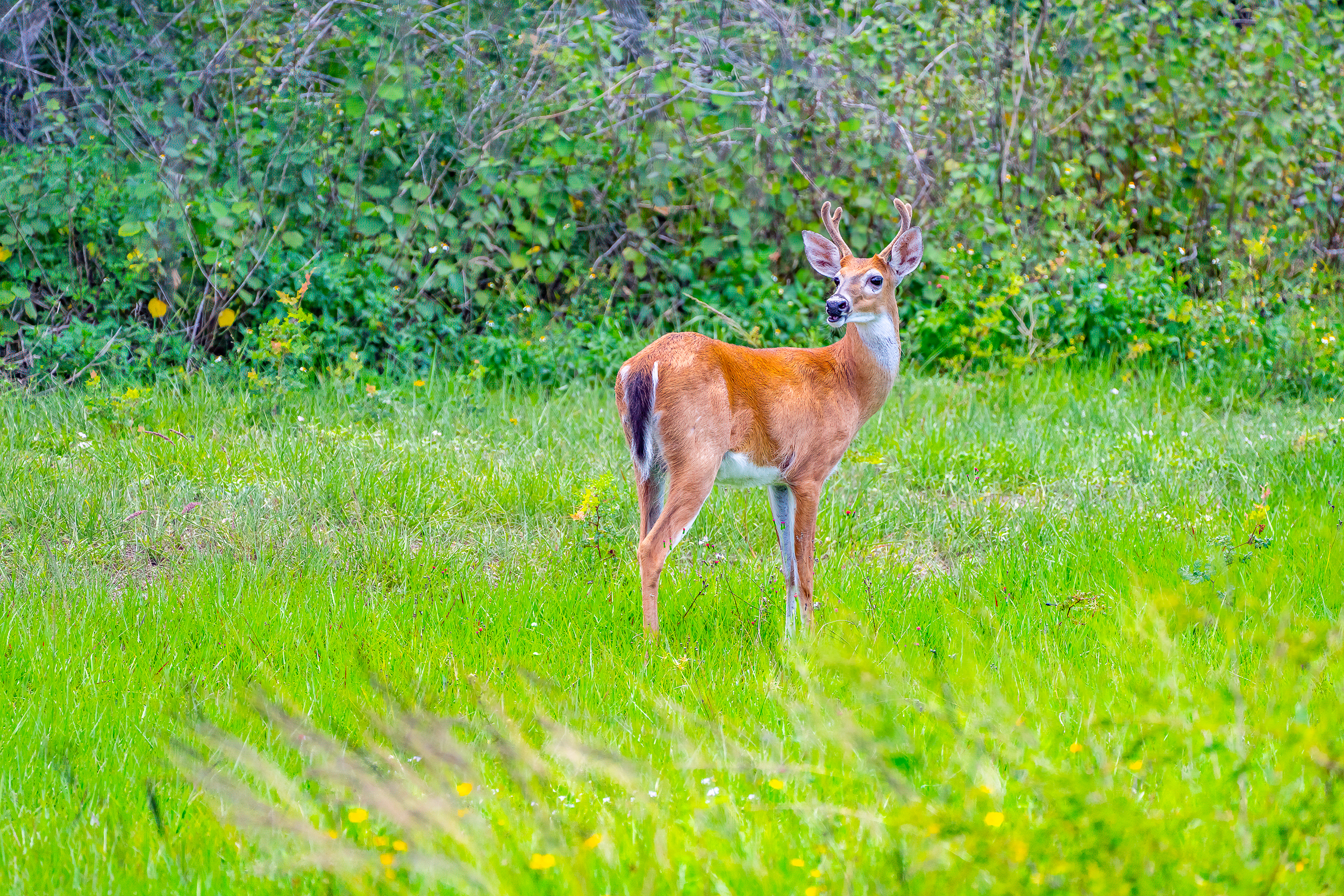 White Tailed Deer Naples Nature Stock Photography