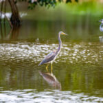 Herons Naples Nature Stock Photography